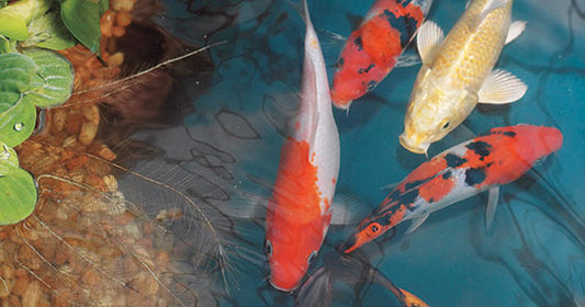 Koi Pond Care Tips