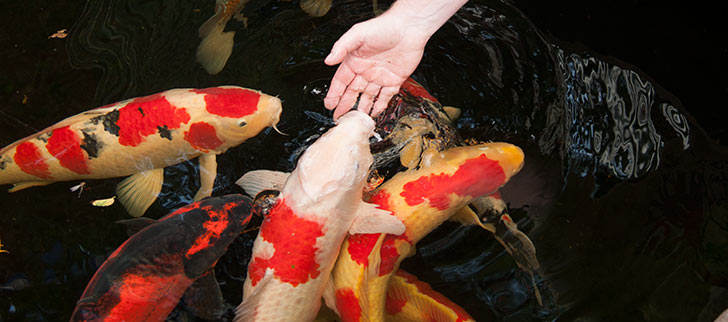 Water Quality Tips for Koi Success