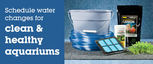 Simplify Aquarium Water Changes with the Right Tools