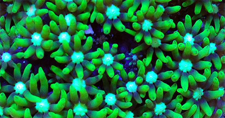 Hardy Aquarium Corals for the Beginning Reef Aquarist