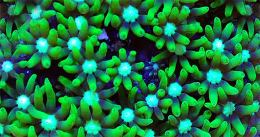 Hardy Aquarium Corals for the Beginning Reef Aquarist