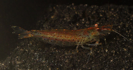 Dive into the World of Freshwater Shrimp