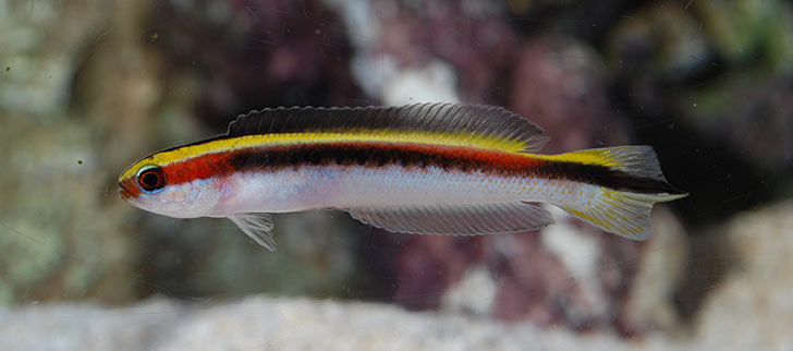 Sub-Tropical Marine Aquariums