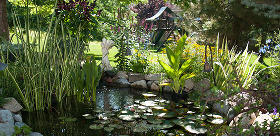Preventive Steps to Minimize Aggressive Algae Growth