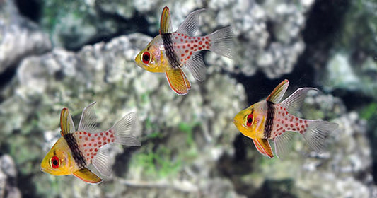 How to Bring Shy Fish Out from Your Aquarium Rockwork