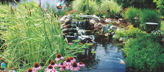 Plant your Pond to Better Water Quality