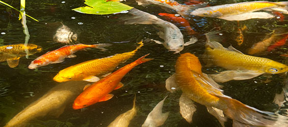 Feed Your Koi without Polluting your Pond