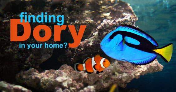 Disney's Finding Dory Aquarium Tips