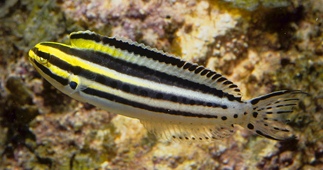 Biting Blennies: A Guide to the Lyretail Fang Blennies