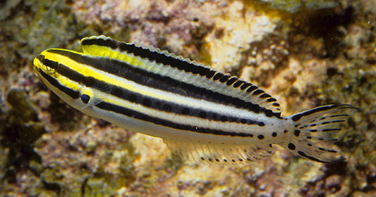 Biting Blennies: A Guide to the Lyretail Fang Blennies