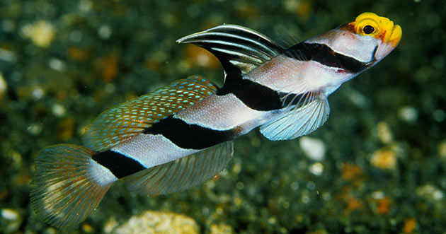 Strange Burrow Fellows: Shrimpgobies (family Gobiidae) and Snapping Shrimp