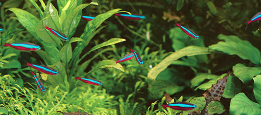 Standard Fluorescent & VHO Lighting Systems Overview