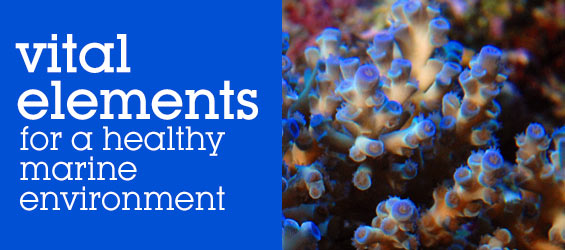 Supplements for the Saltwater Reef Aquarium