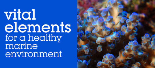 Supplements for the Saltwater Reef Aquarium