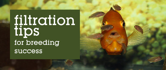 Sponge Filters & Breeding Aquariums
