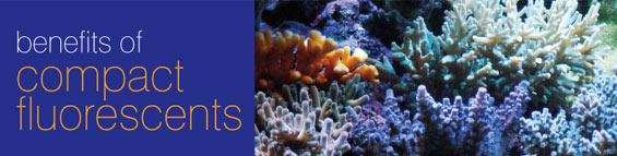 The Benefits of Compact Fluorescent Aquarium Lighting
