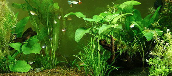 Freshwater Planted Aquariums: CO2 Systems for Planted Aquariums ...