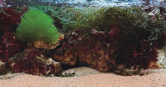 A Natural Approach to Reef-Keeping