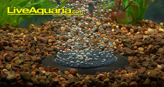 Increase Aeration for Healthy Aquariums