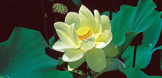Lotus