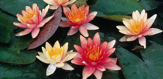 Sioux Lily