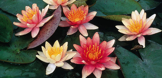 Sioux Lily