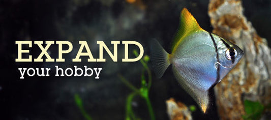 Brackish Niche Aquariums