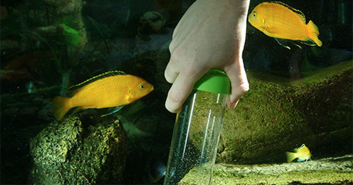 Seasonal Aquarium Maintenance