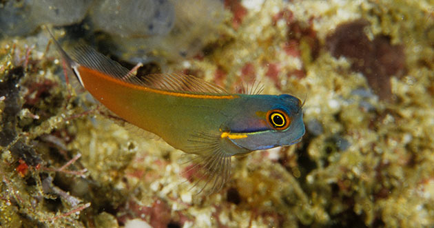 Bring on the Clowns: Blennies of the genus Ecsenius