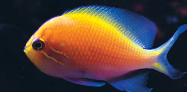 First Aid For Your Aquarium