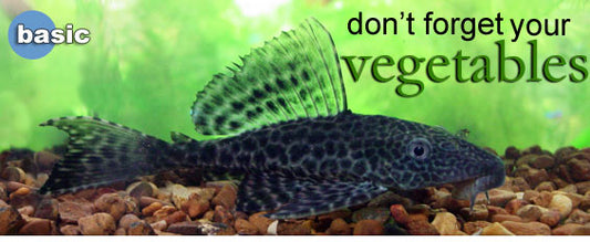 Proper Fish Diet: Don't Forget Your Vegetables