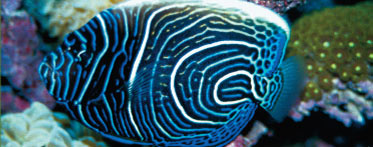 Heaters and Chillers: Important Additions to Any Tank