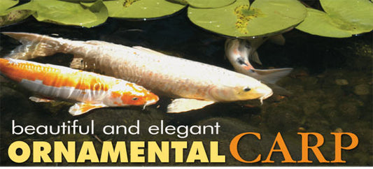 Koi: History & Care Information