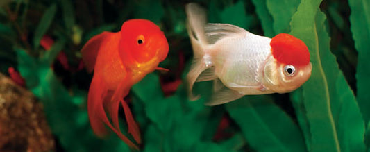 Oranda