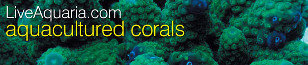 About Our Aquacultured Corals