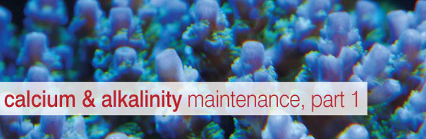 Introduction to Calcium & Alkalinity Maintenance