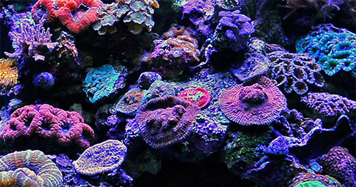 Top 10 Tips for Small Aquarium Success