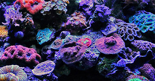 Top 10 Tips for Small Aquarium Success