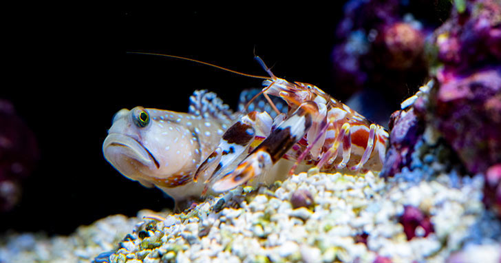 Pistol Shrimp & Gobies: A Safe Alliance