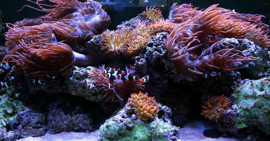 Wavemakers: Beneficial for Corals