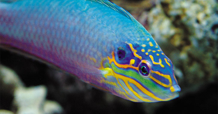 Employ the Drip Method to Reduce Aquarium Acclimation Stress