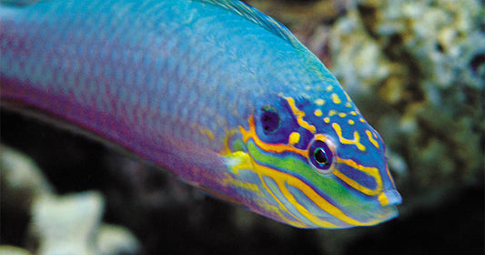 Employ the Drip Method to Reduce Aquarium Acclimation Stress