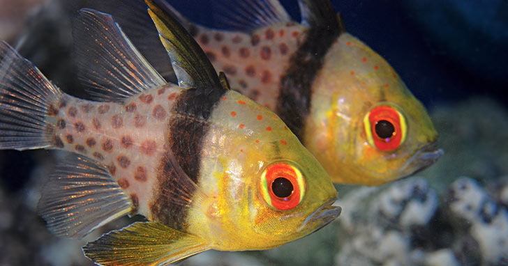 Saltwater Aquarium Species Profile: Beginner Fish