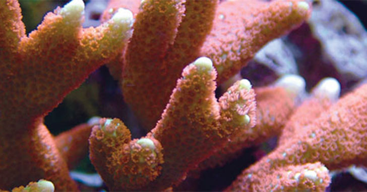 LiveAquaria® Coral Farm & Aquatic Life Facility