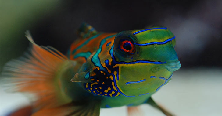 Disease Prevention for Healthy Aquarium Fish