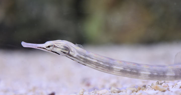 Dragonface Pipefish - a Natural Solution for Red Bugs