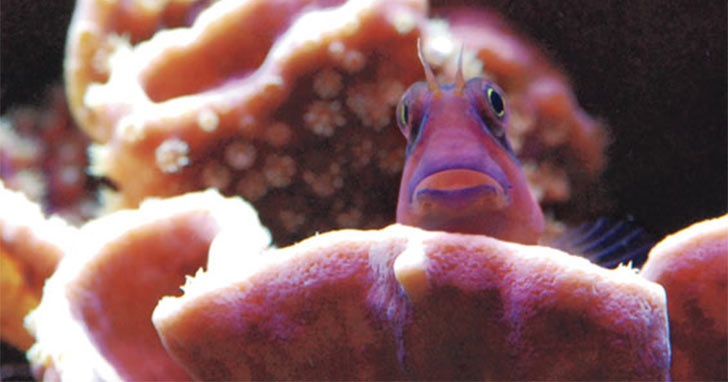 How to Successfully Switch Aquarium Salt Mixes