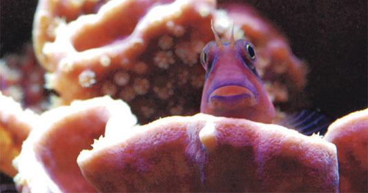How to Successfully Switch Aquarium Salt Mixes