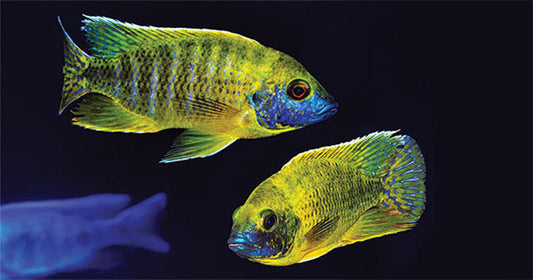Aquarium Setup & Styles: Ideas for Exceptional Aquarium Setups
