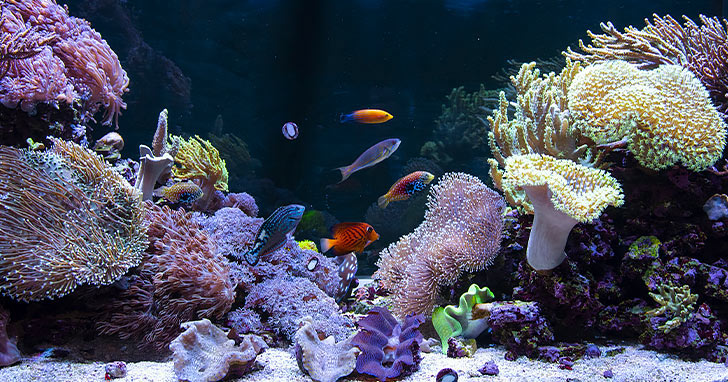 Aquarium Water Chillers - How to Keep Hot Aquariums Cool